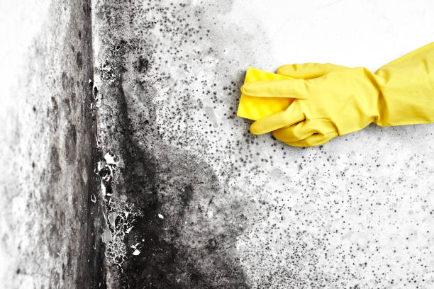 Best Mold Prevention Services  in Round Rock, TX